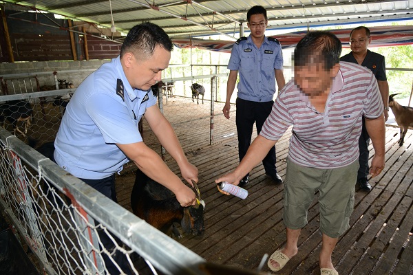 马山县法院：“活封”70只山羊盘活欠债公司 让司法更有温度